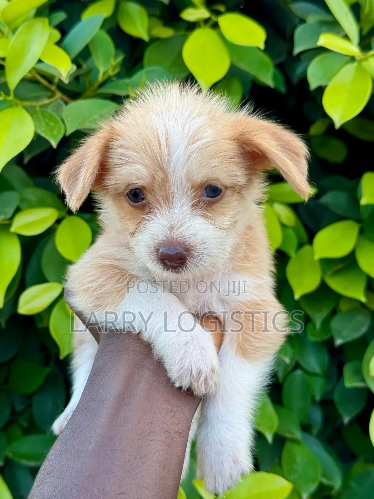 1-3 months Male Mixed Breed Poodle