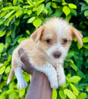 1-3 months Male Mixed Breed Poodle