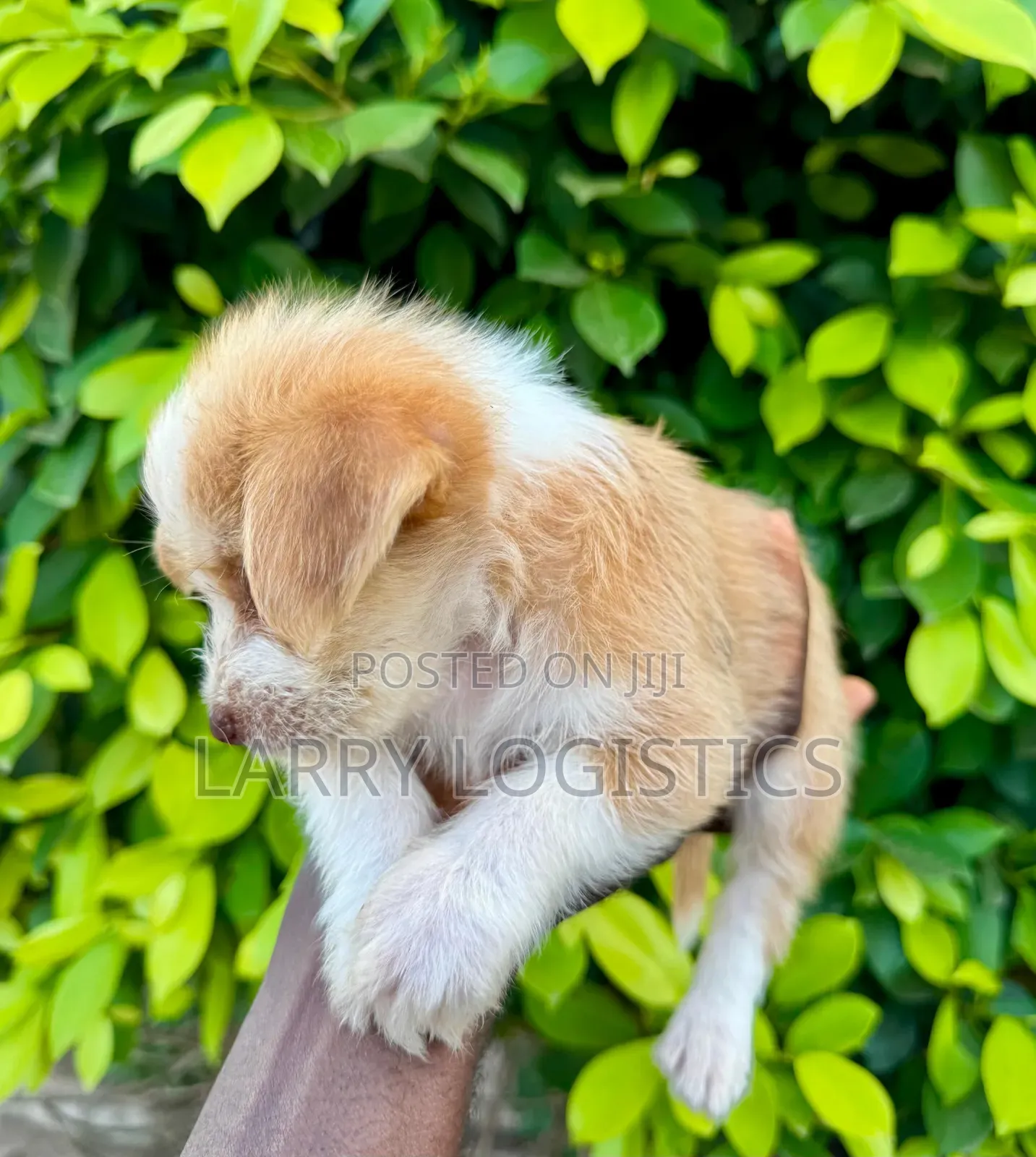 1-3 months Male Mixed Breed Poodle