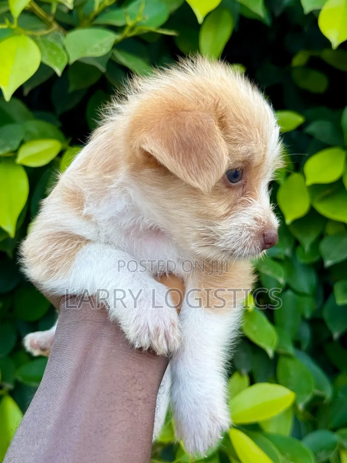 1-3 months Male Mixed Breed Poodle