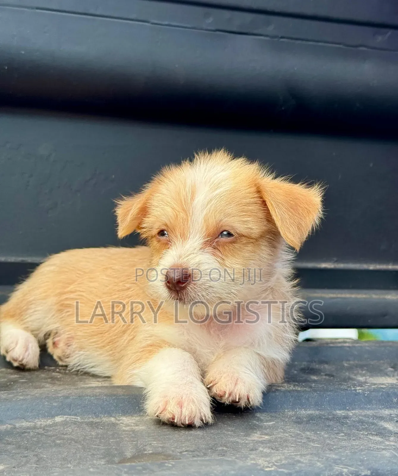 1-3 months Male Mixed Breed Poodle