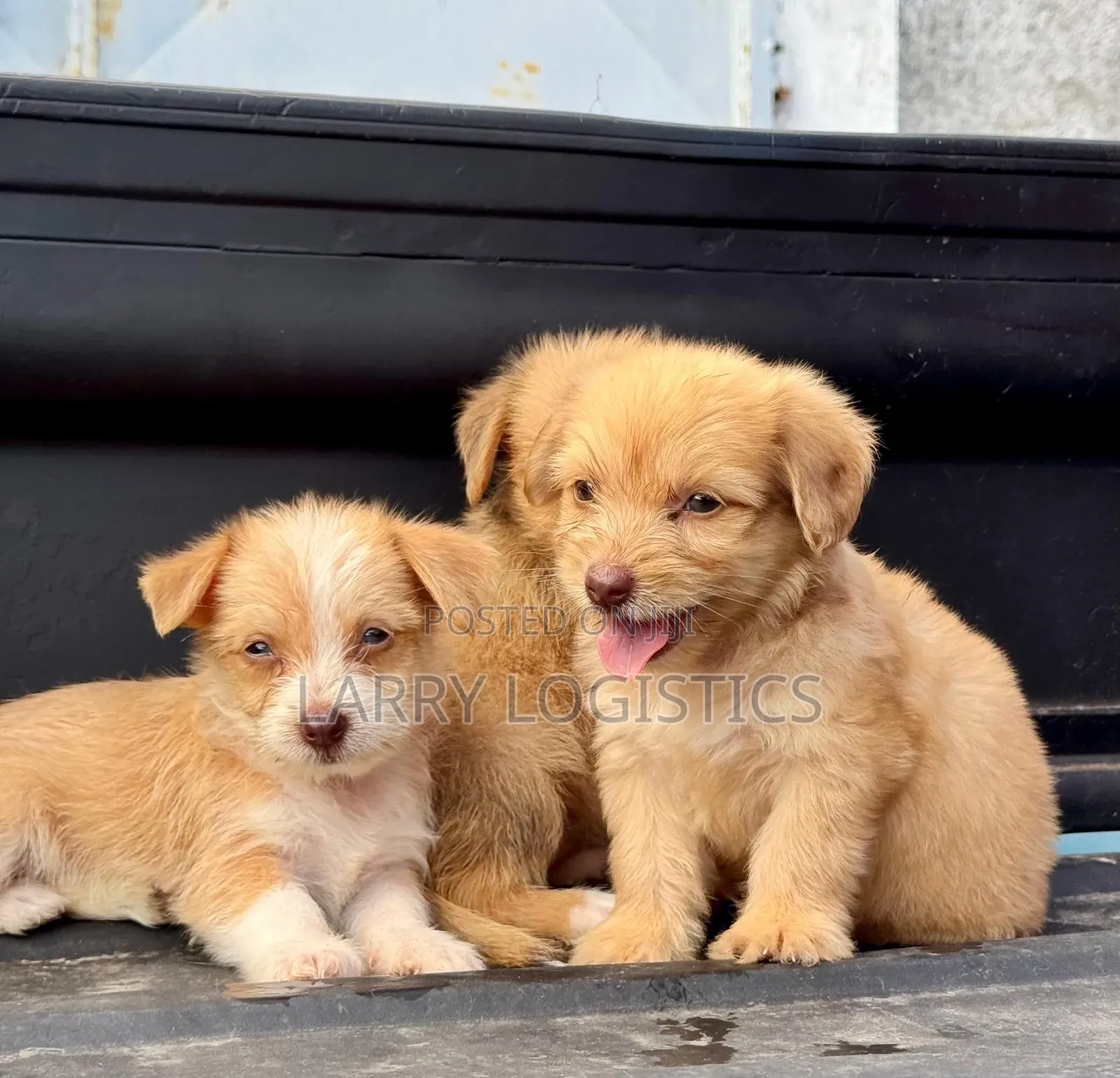 1-3 months Male Mixed Breed Poodle