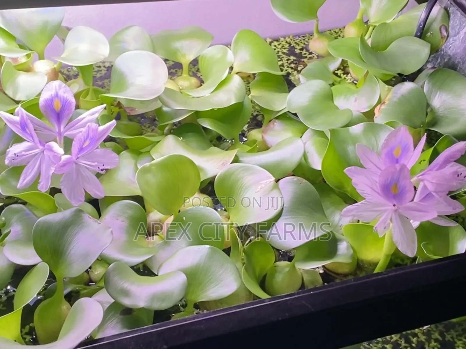 Transform Your Pond Aquarium With Live Water Hyacinth