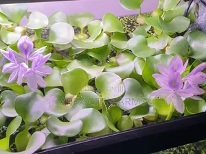 Transform Your Pond Aquarium With Live Water Hyacinth