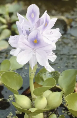 Transform Your Pond Aquarium With Live Water Hyacinth