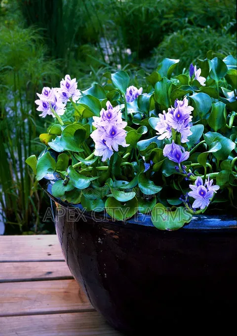 Transform Your Pond Aquarium With Live Water Hyacinth