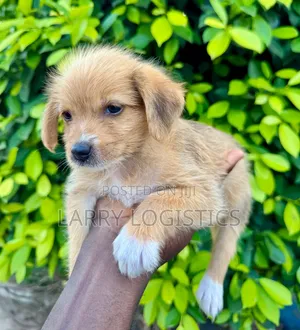 1-3 months Female Mixed Breed Poodle