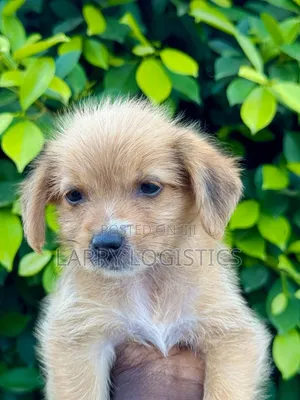1-3 months Female Mixed Breed Poodle
