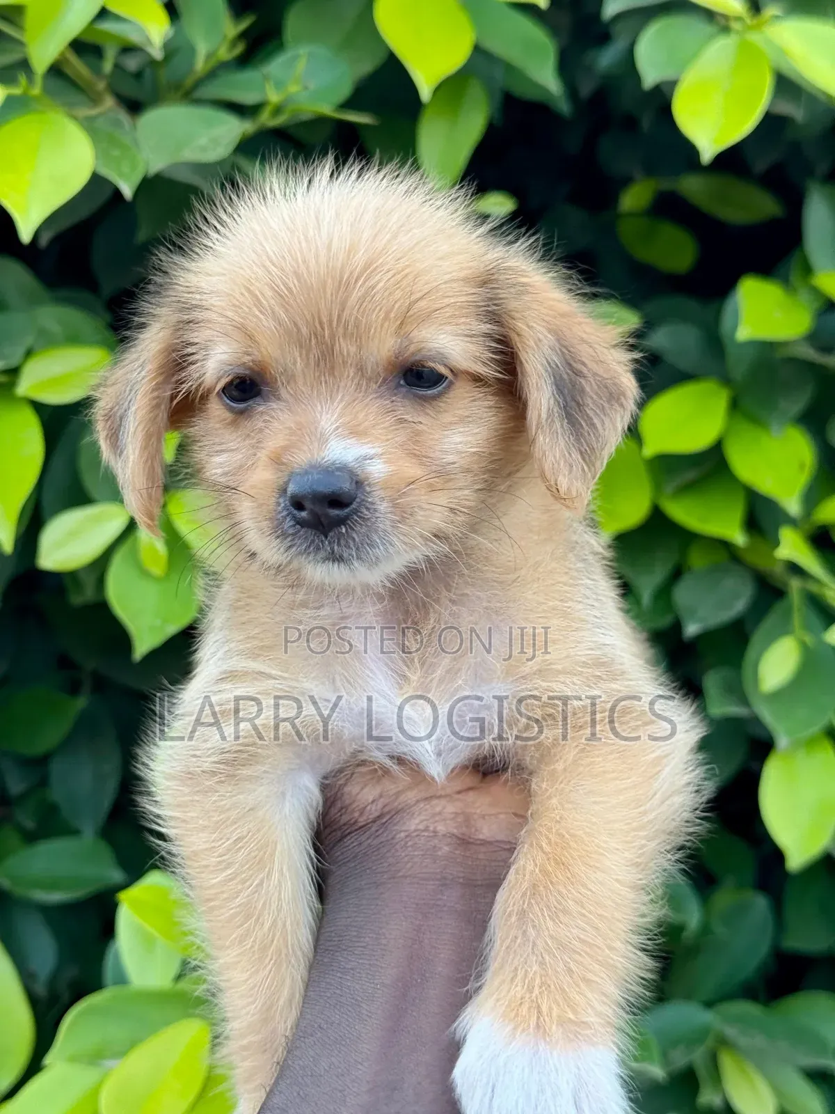 1-3 months Female Mixed Breed Poodle