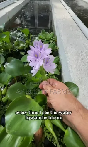 Transform Your Pond Aquarium With Live Water Hyacinth