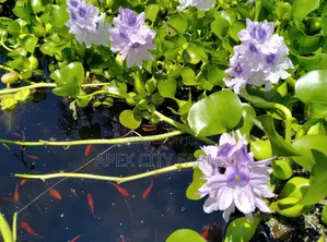 Transform Your Pond Aquarium With Live Water Hyacinth