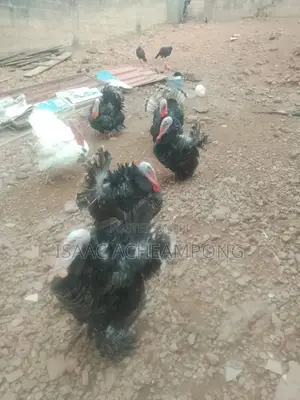 Mature Tom Turkey