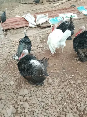 Mature Tom Turkey