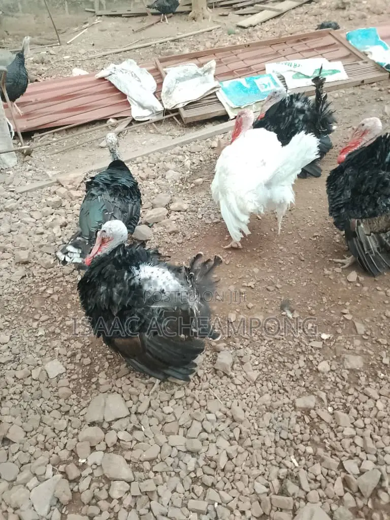 Mature Tom Turkey