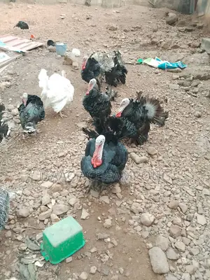 Mature Tom Turkey