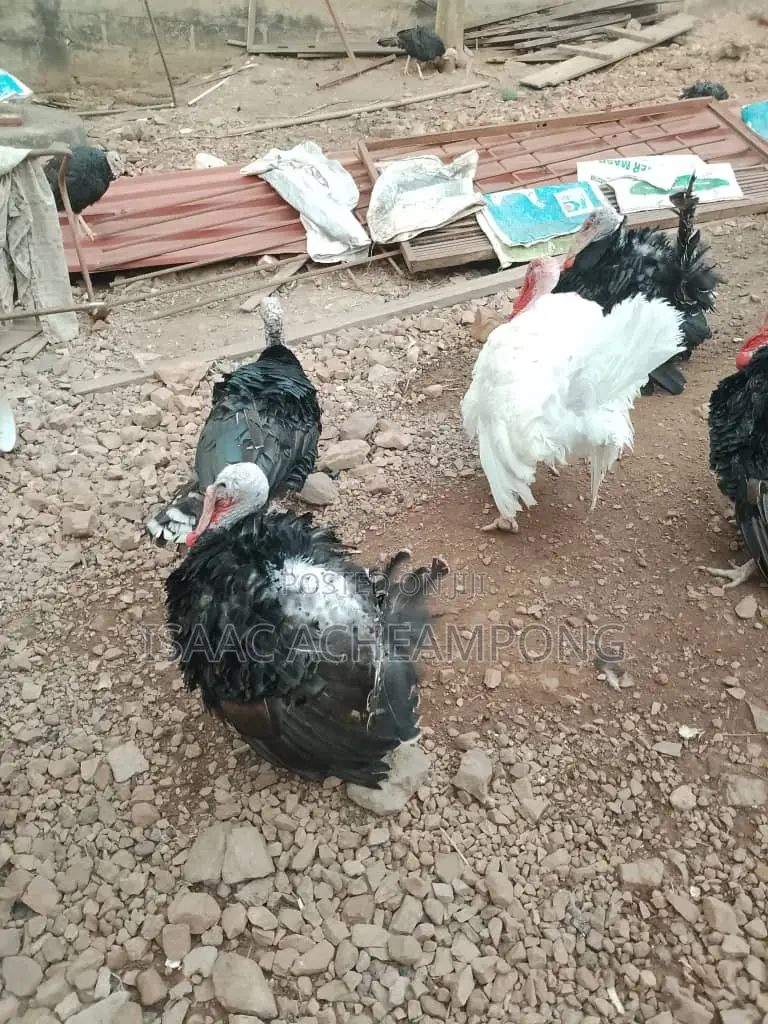Mature Tom Turkey