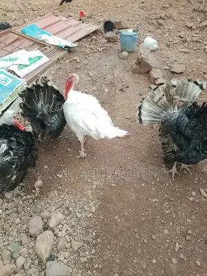 Mature Tom Turkey