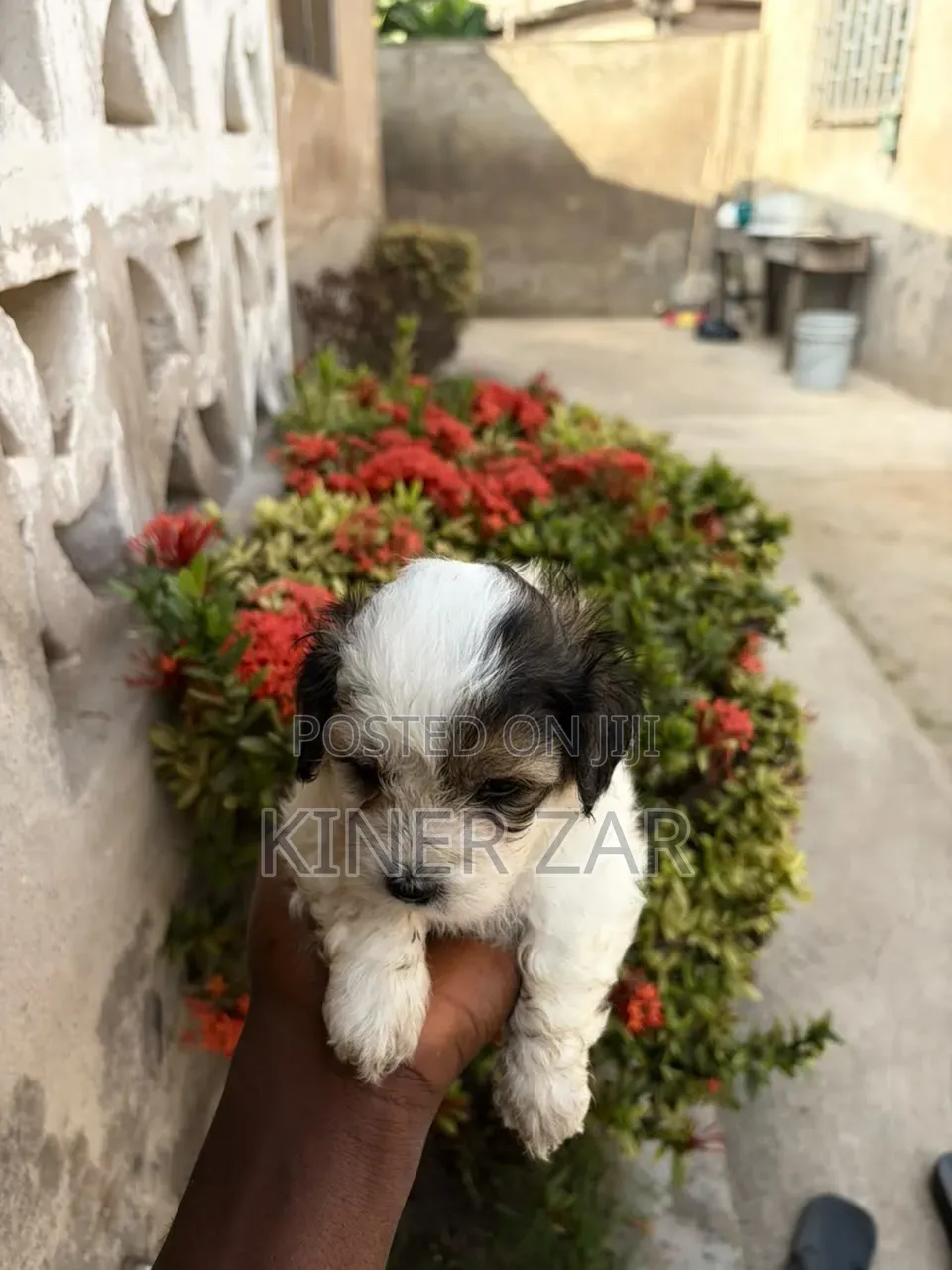 0-1 month Male Purebred Poodle