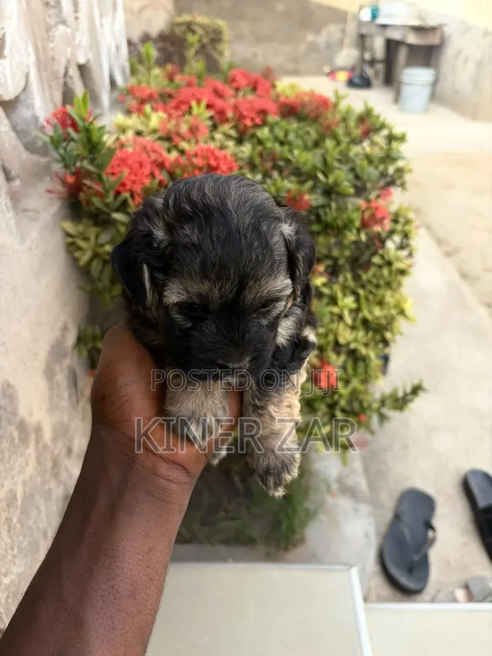 0-1 month Male Purebred Poodle