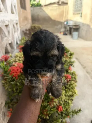 0-1 month Male Purebred Poodle