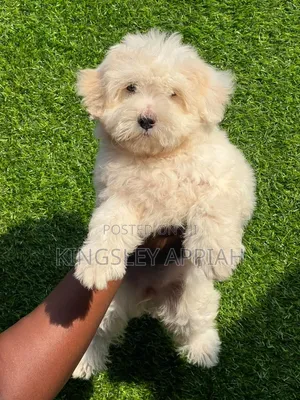 1-3 months Female Purebred Poodle