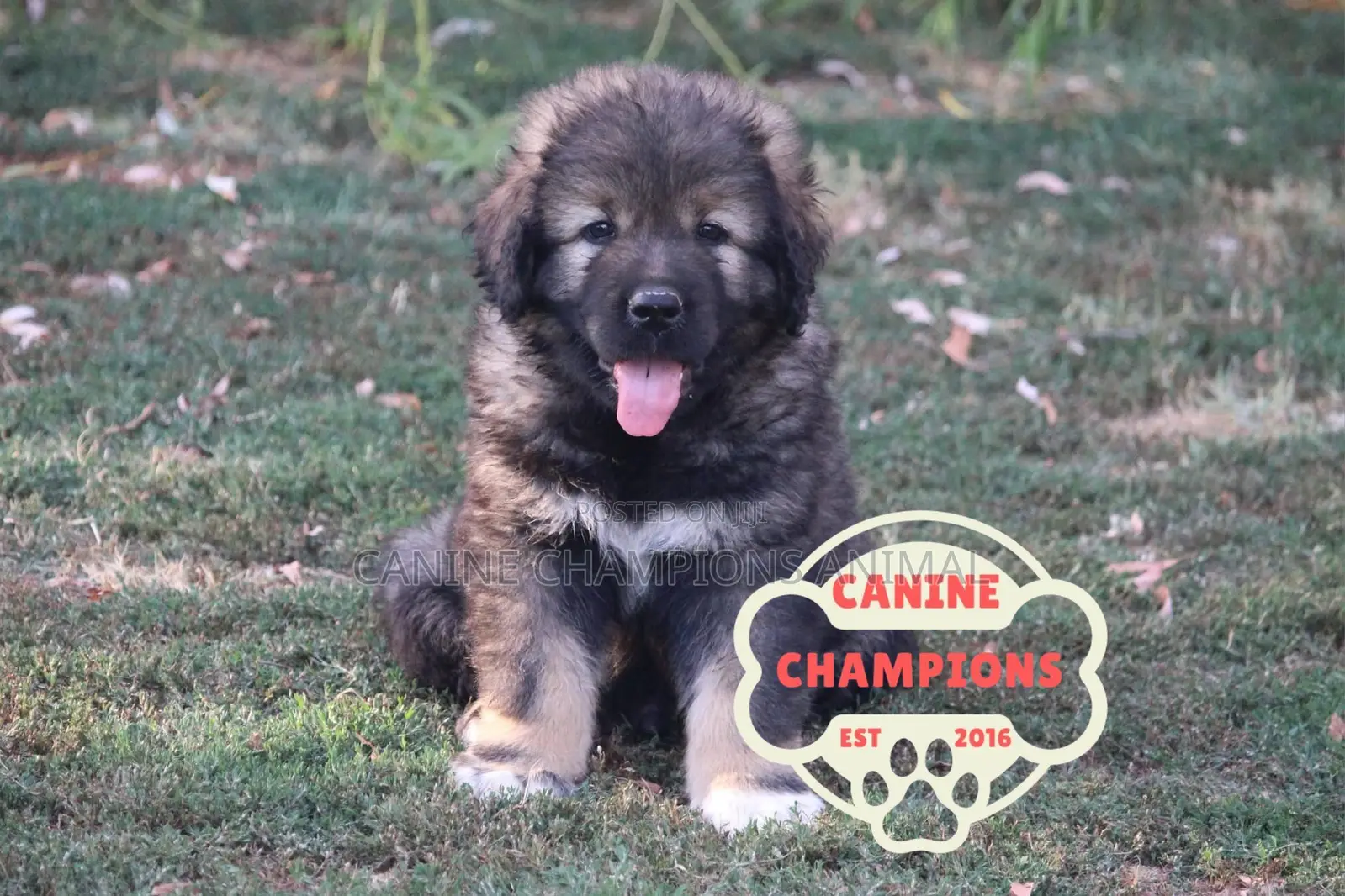 1-3 months Female Purebred Caucasian Shepherd