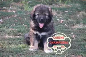 1-3 months Female Purebred Caucasian Shepherd