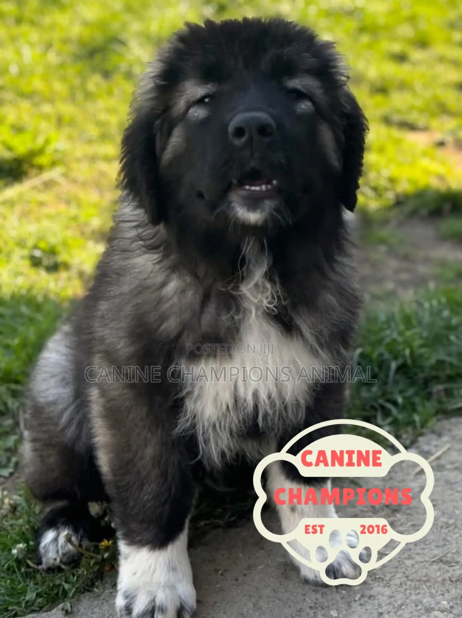 1-3 months Female Purebred Caucasian Shepherd