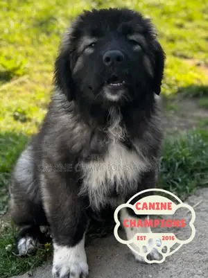 1-3 months Female Purebred Caucasian Shepherd