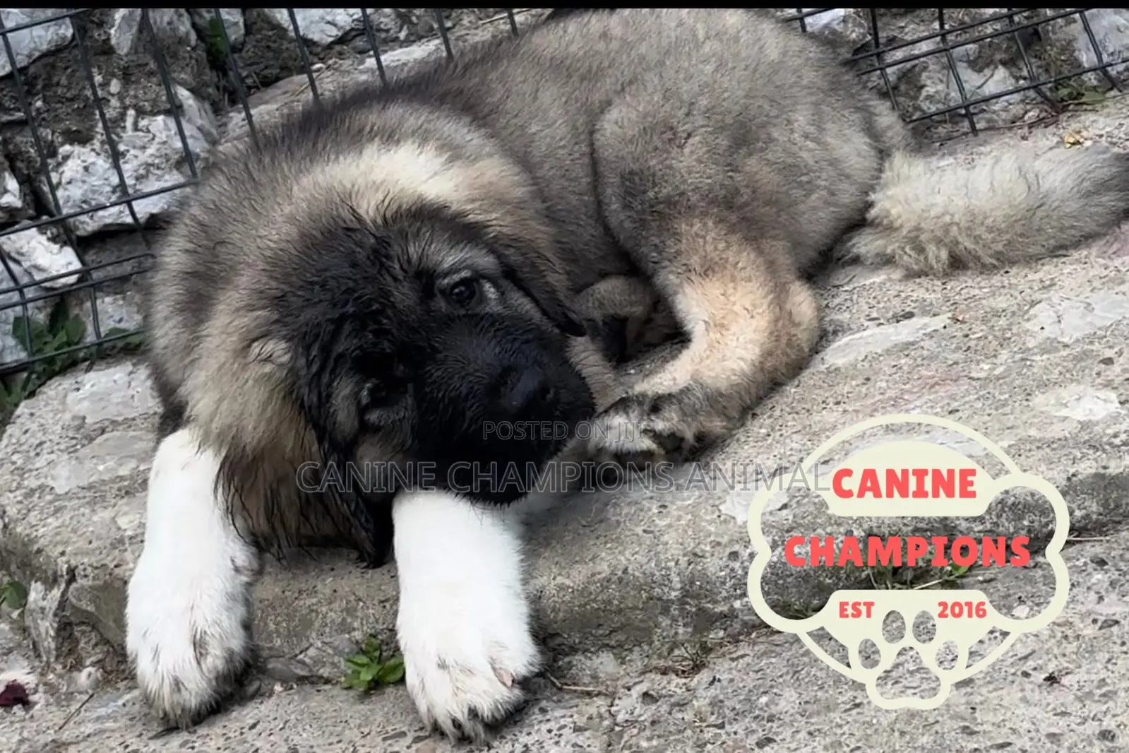 1-3 months Female Purebred Caucasian Shepherd