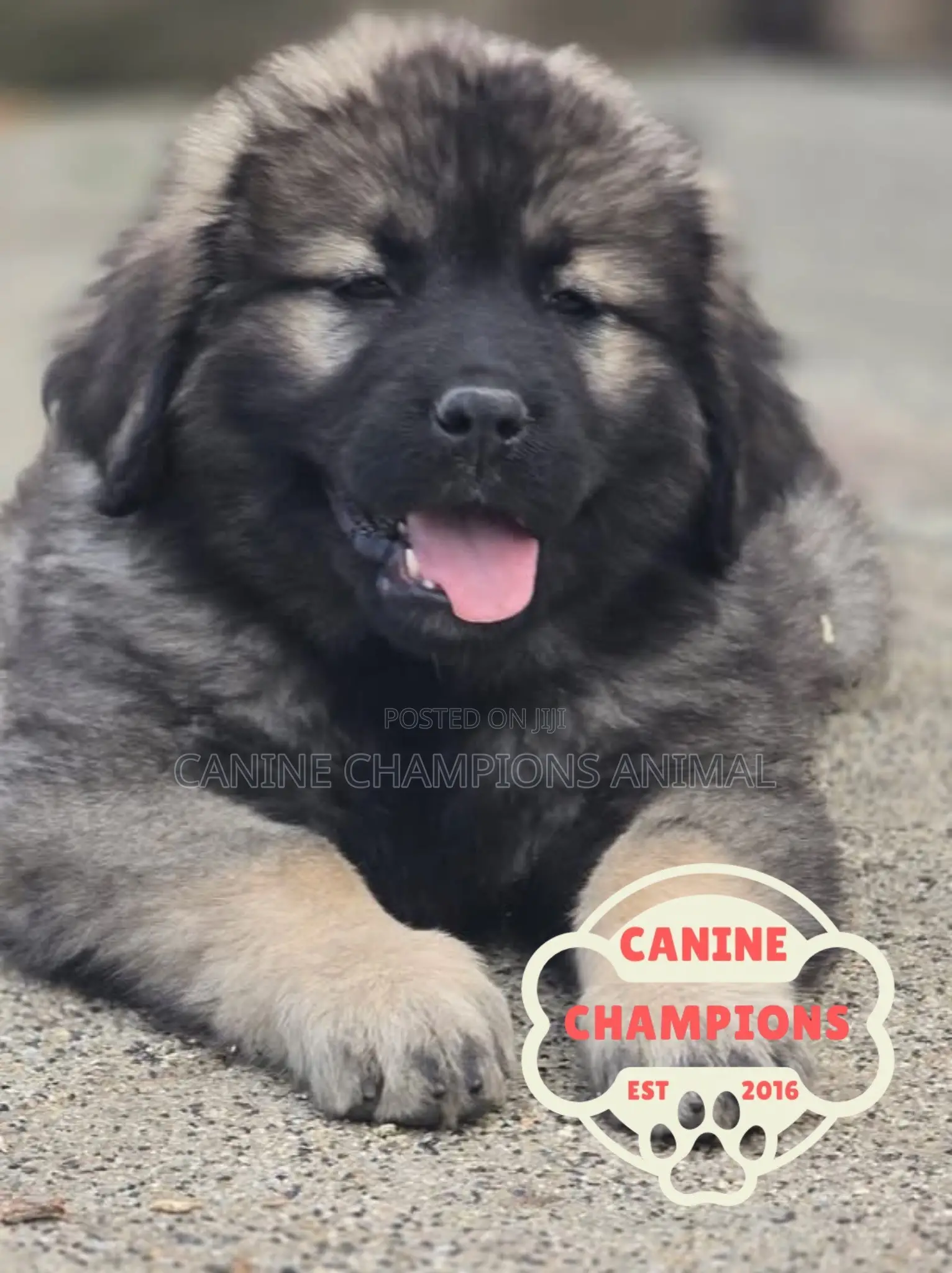1-3 months Female Purebred Caucasian Shepherd