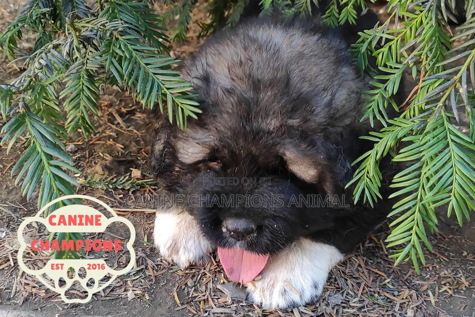 1-3 months Female Purebred Caucasian Shepherd