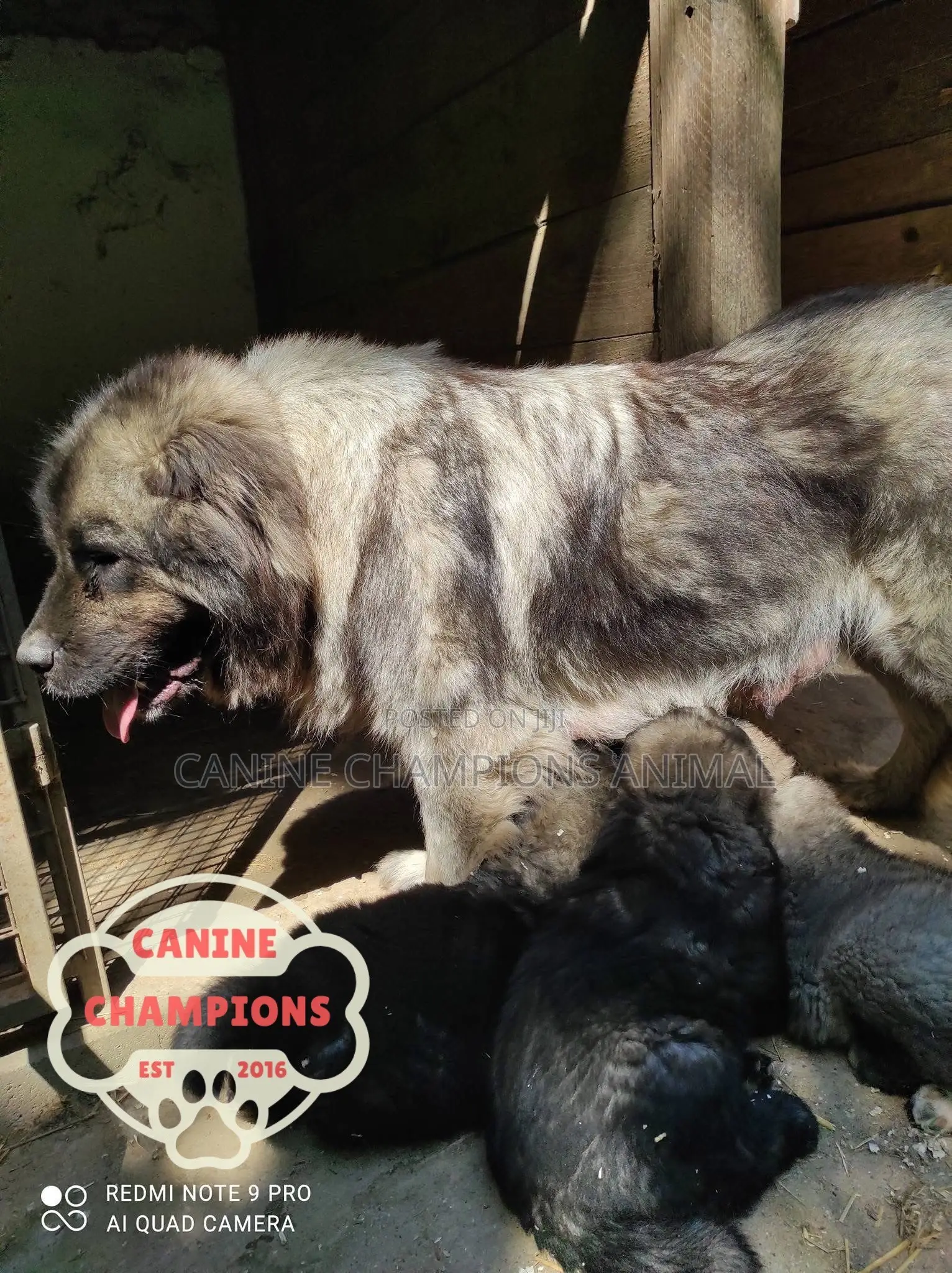 1-3 months Female Purebred Caucasian Shepherd