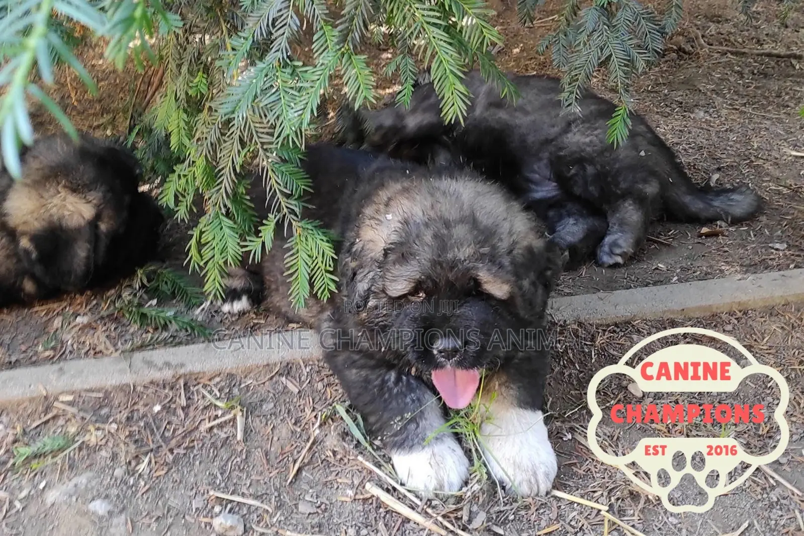 1-3 months Female Purebred Caucasian Shepherd