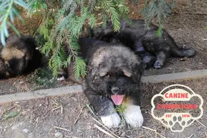 1-3 months Female Purebred Caucasian Shepherd