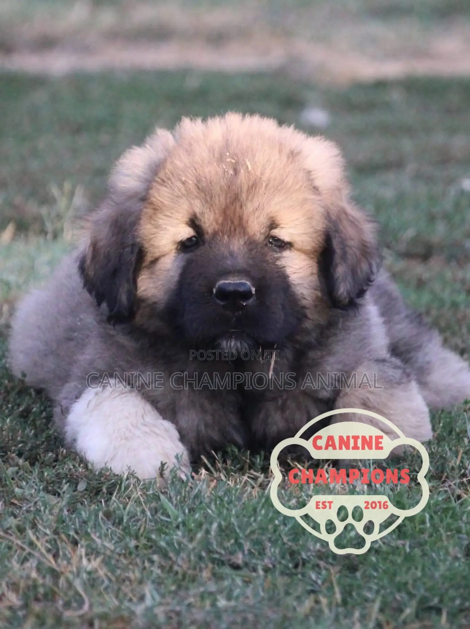 1-3 months Female Purebred Caucasian Shepherd