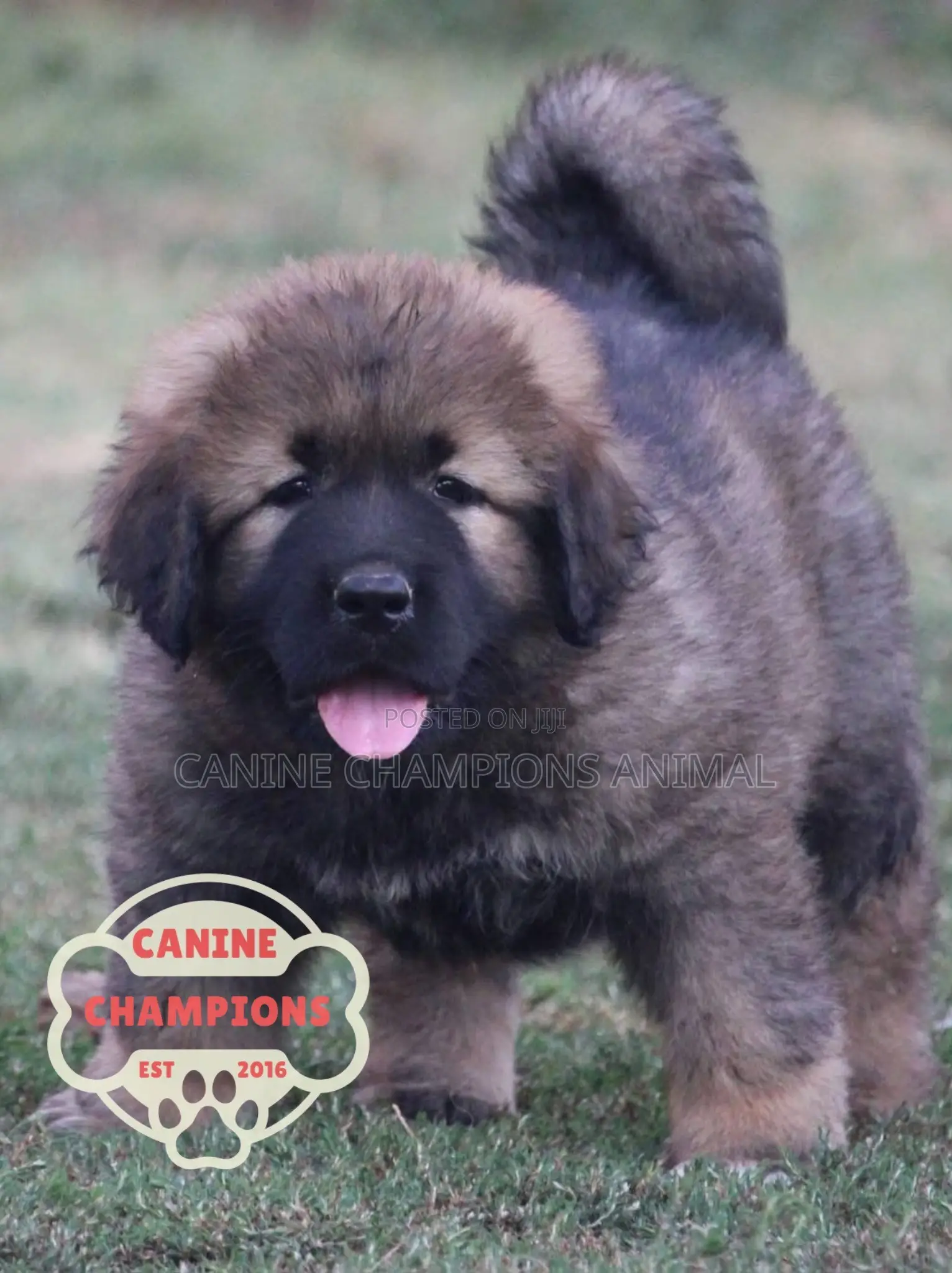 1-3 months Female Purebred Caucasian Shepherd