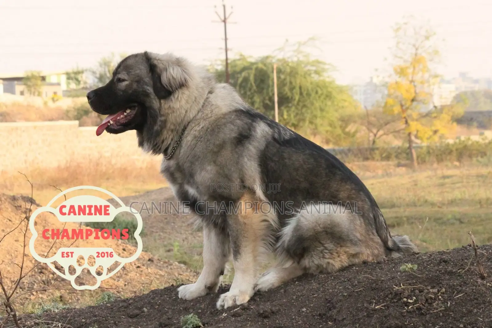 1-3 months Female Purebred Caucasian Shepherd