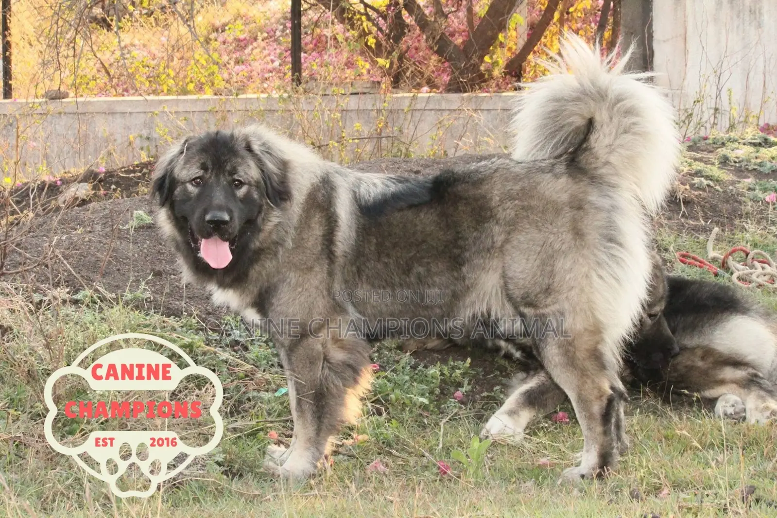 1-3 months Female Purebred Caucasian Shepherd
