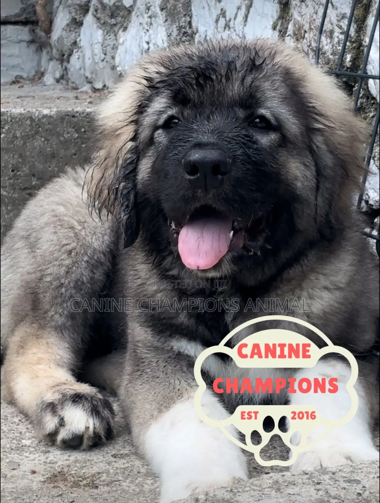 1-3 months Female Purebred Caucasian Shepherd