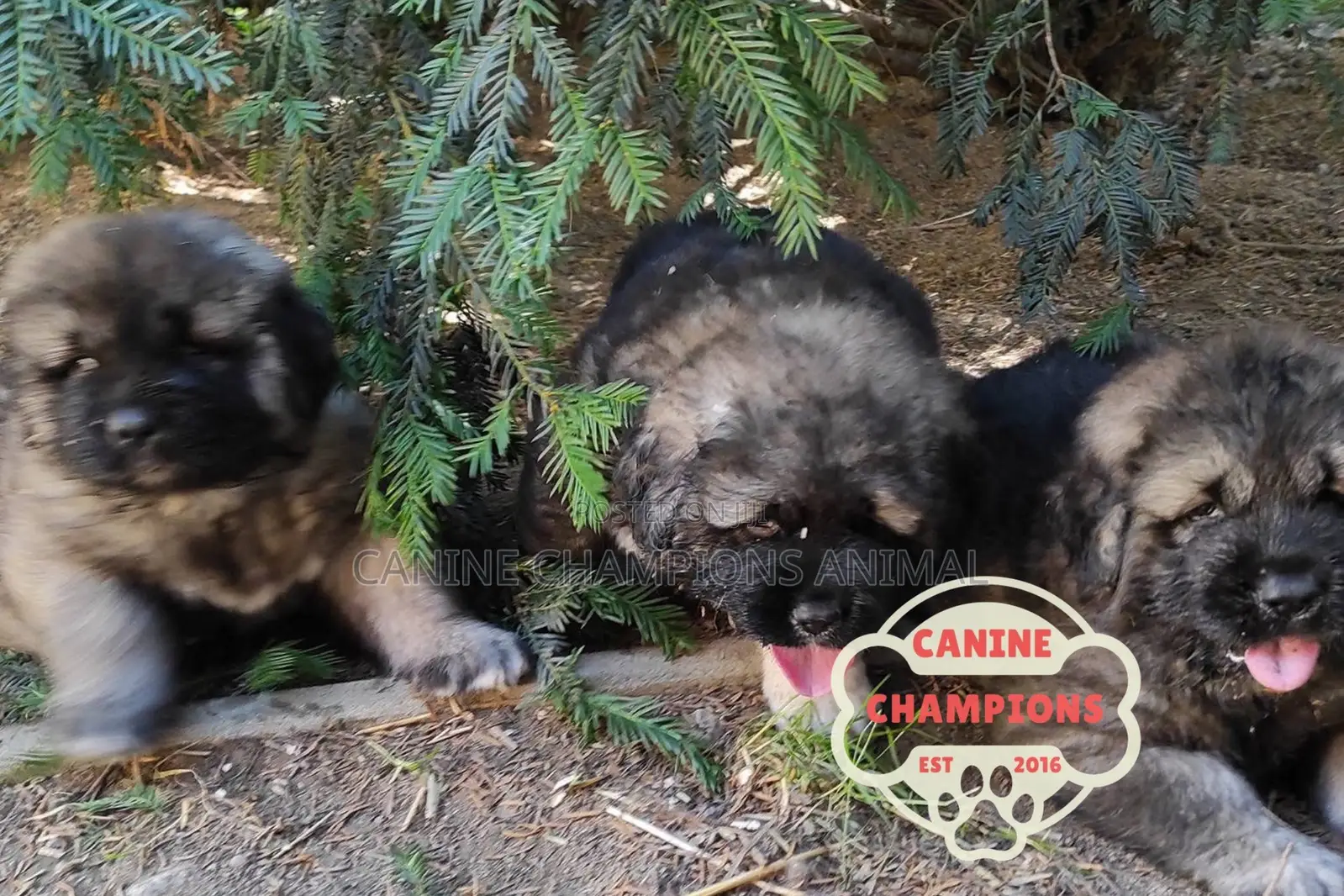 1-3 months Female Purebred Caucasian Shepherd