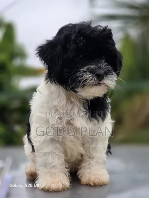 1-3 months Female Purebred Poodle