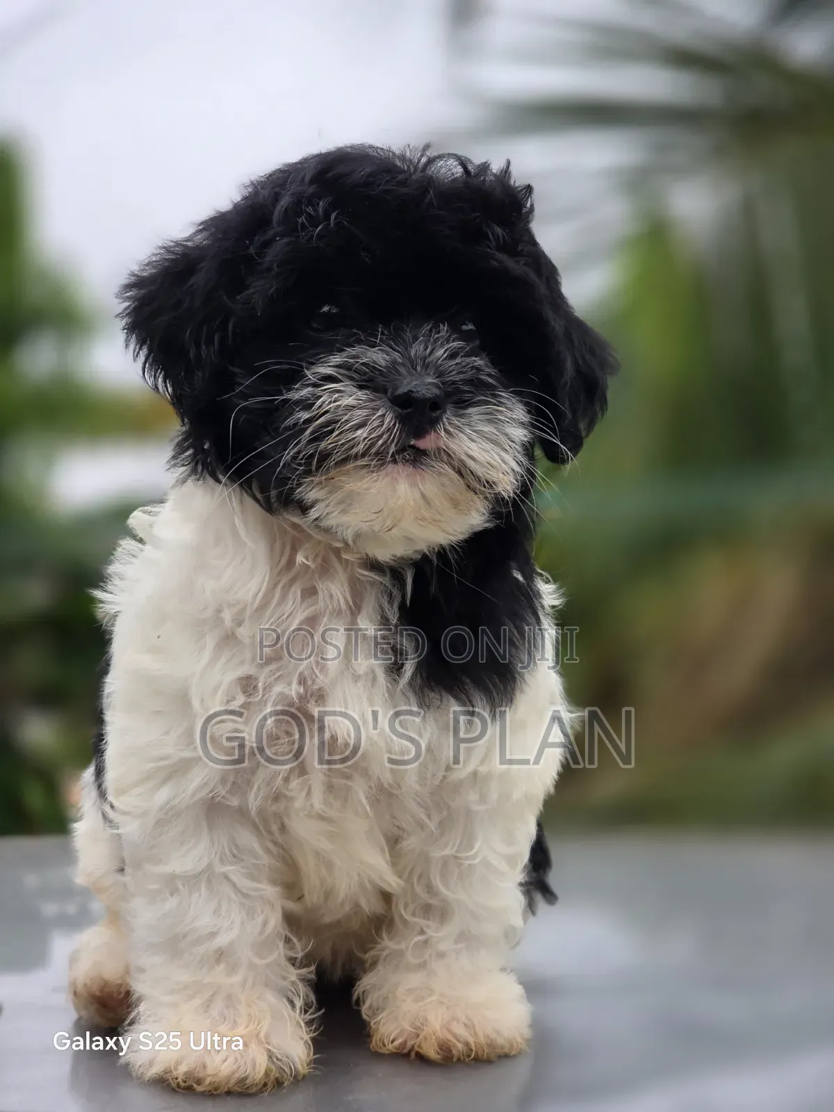 1-3 months Female Purebred Poodle