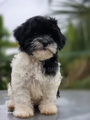 1-3 months Female Purebred Poodle