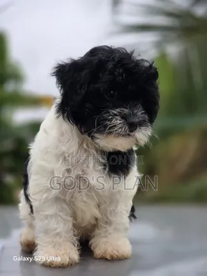 1-3 months Female Purebred Poodle
