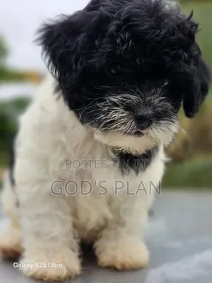 1-3 months Female Purebred Poodle
