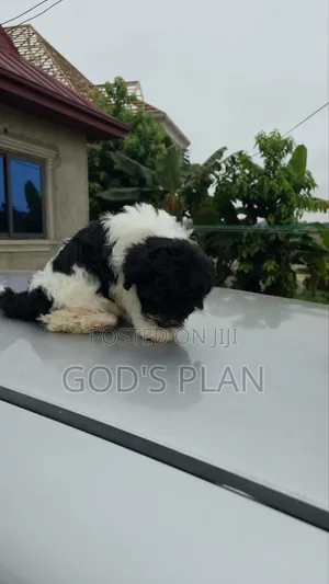 1-3 months Female Purebred Poodle