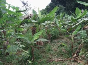 2 Plots of Land for Sale at Santasi Apire Darko