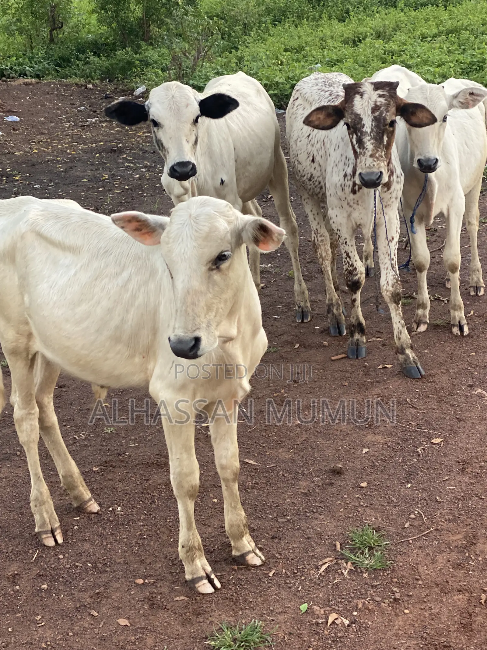 Afa Farm Animal