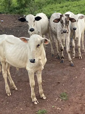 Afa Farm Animal